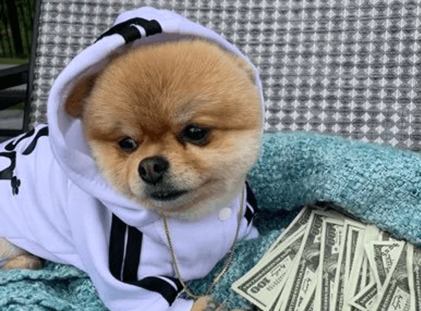 Lala Pomeranian